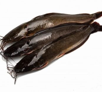 Catfish