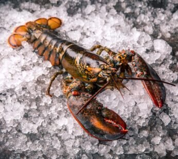 Lobster 550-700g Native