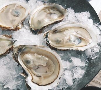 Oysters