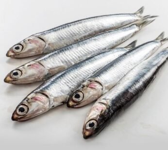 Anchovies