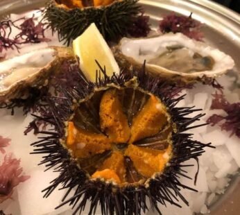 Sea Urchin