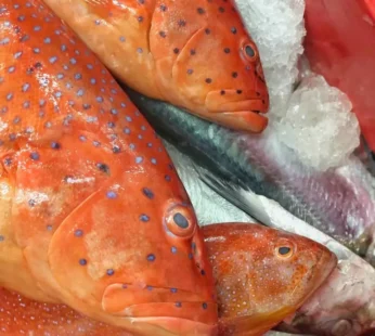 Frozen Red Grouper Whole Round Fish with 18 Months Shelf Life IQF