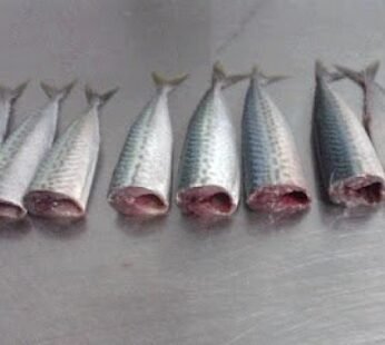 WILD WHOLE BOSTON MACKEREL