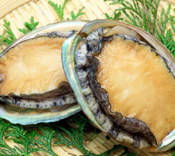 Sea Abalone