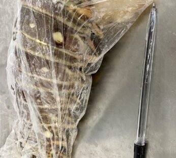 Lobster Tail 300-330g Each