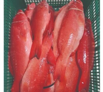 Red Grouper Fish