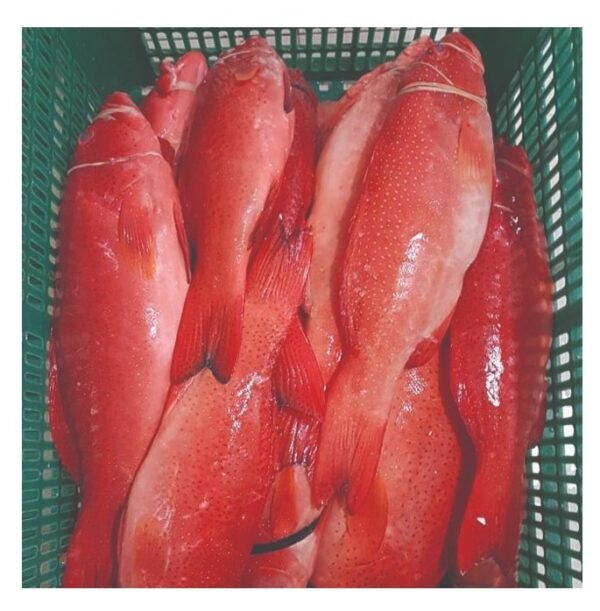 Red Grouper Fish