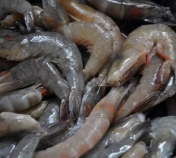 Frozen Shrimps / Frozen Lobsters