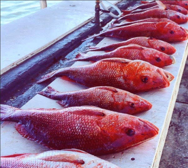Red Grouper Fish - Image 2