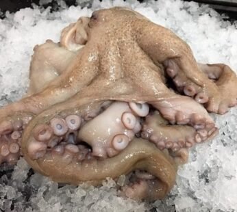 Octopus