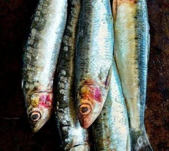 Sardines Fish