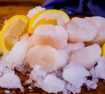 Scallops