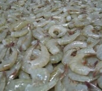 Frozen Headless Shrimp, Variety : White
