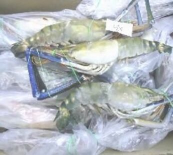 Frozen Shrimp, Style : Preserved